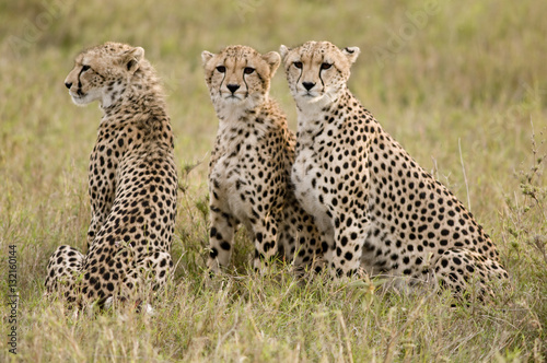 Three Cheetas