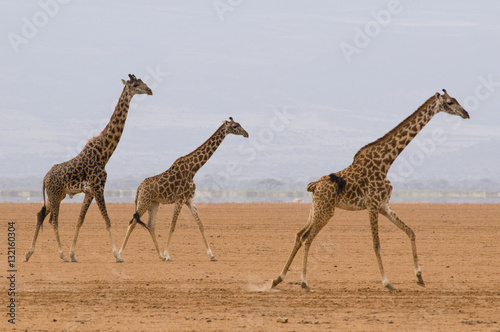 Three Giraffes Running