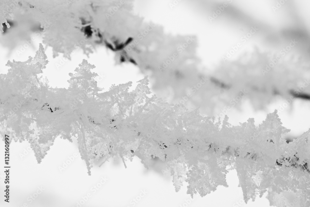 Branch full of hoarfrost with natural background Branch full of hoarfrost with natural background