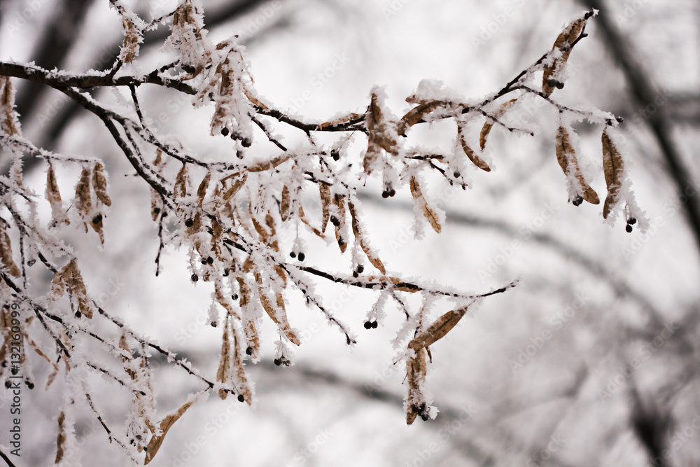 Branch full of hoarfrost with natural background Branch full of hoarfrost with natural background