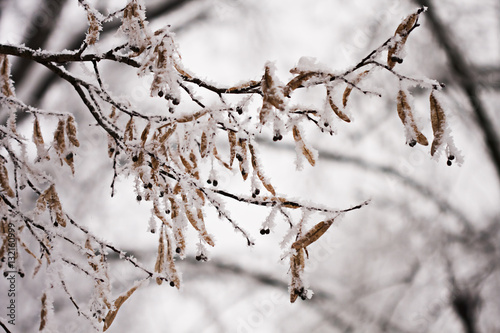 Branch full of hoarfrost with natural background