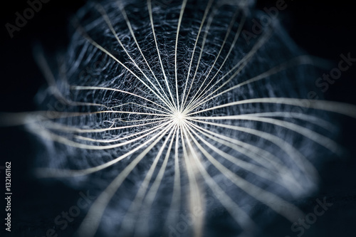 Macro, abstract composition with dandelion seed 