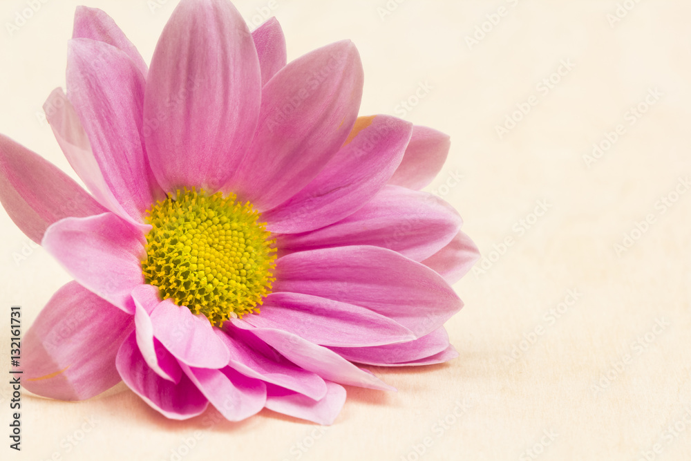 Fototapeta premium Chrysanthemum flower with details 