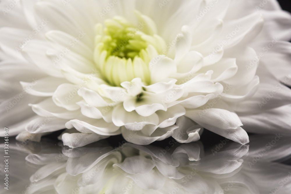 Chrysanthemum flower with details 