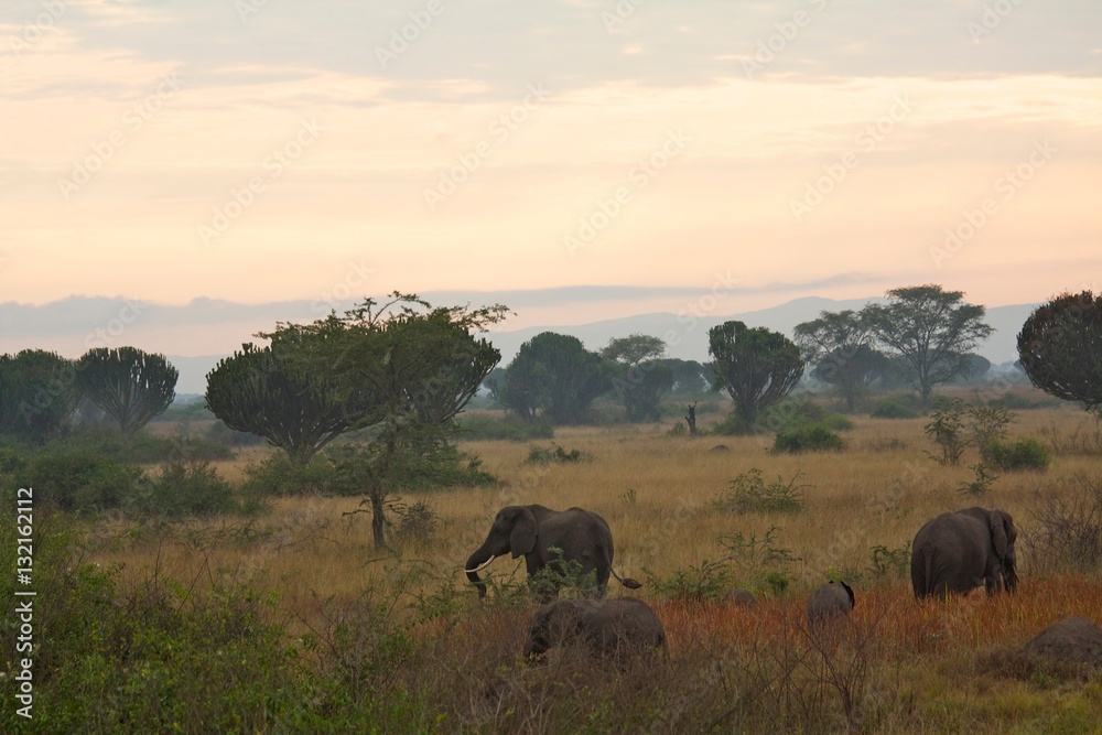 Fototapeta premium Africa