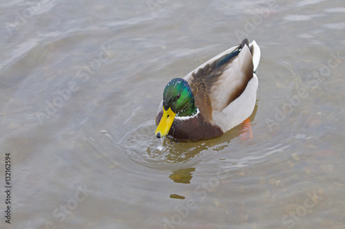 Mallard Anus platyrhyncha Drake bathing photo