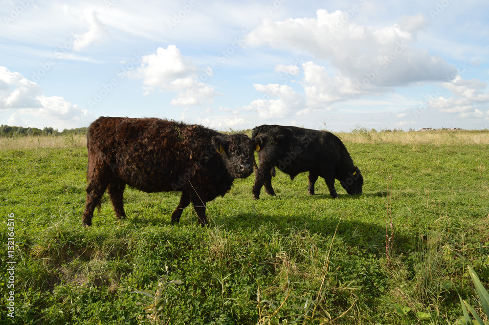 Big grazers in field