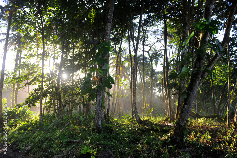 Serene forest in Costa Rica
