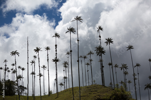 wax palms in Colombia 