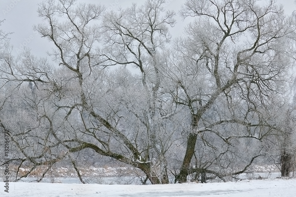Huge tree above the river. Tree covered with frost. Season - winter. A frosty day. A huge tree branch. An old tree willow. Horizontal photo outdoors. Huge tree above the river. Tree covered with frost. Season - winter. A frosty day. A huge tree branch. An old tree willow. Horizontal photo outdoors.