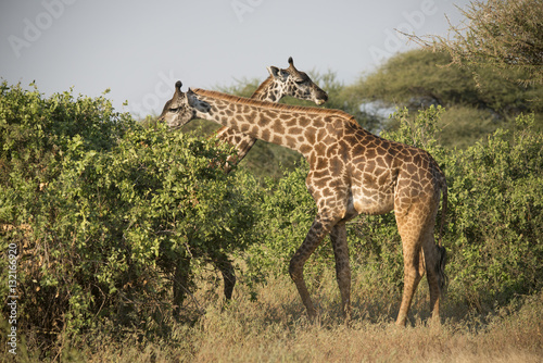 Two Pretty Giraffes  Lake Manyara  Africa