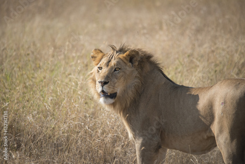 Fototapeta Naklejka Na Ścianę i Meble -  Young Male Lion, Serengeti