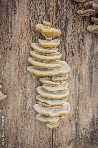 Closeup view of mushrooms stuck onto the side of a tree