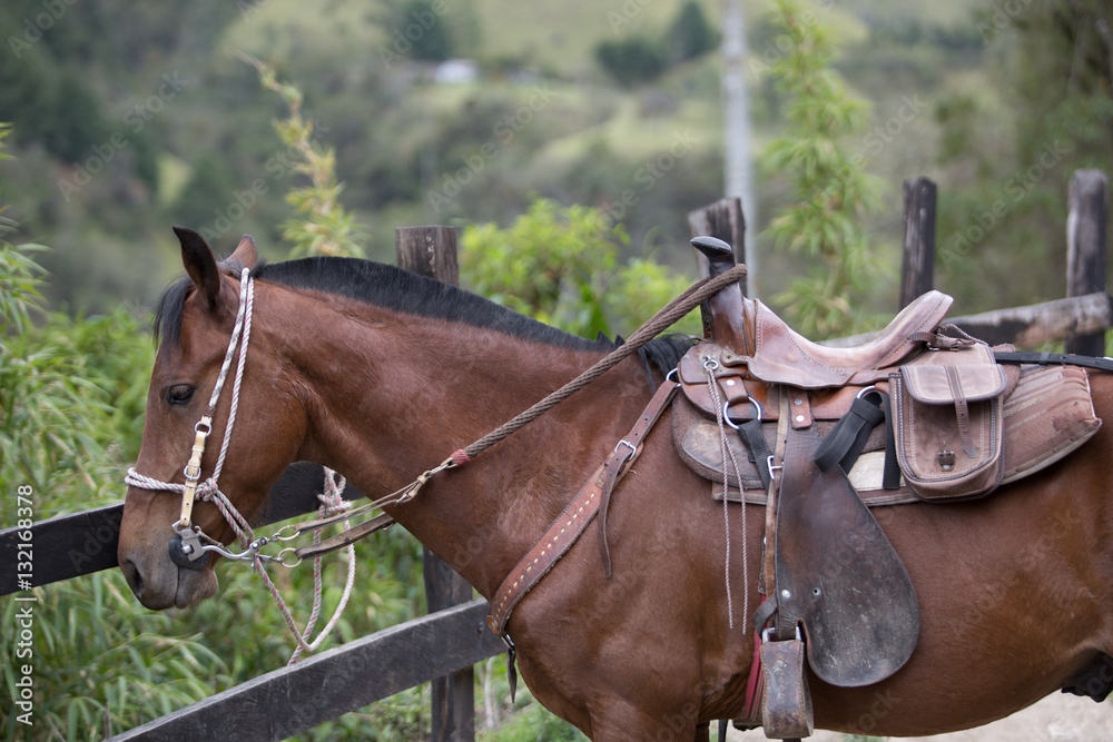 Obraz premium horse in Colombia