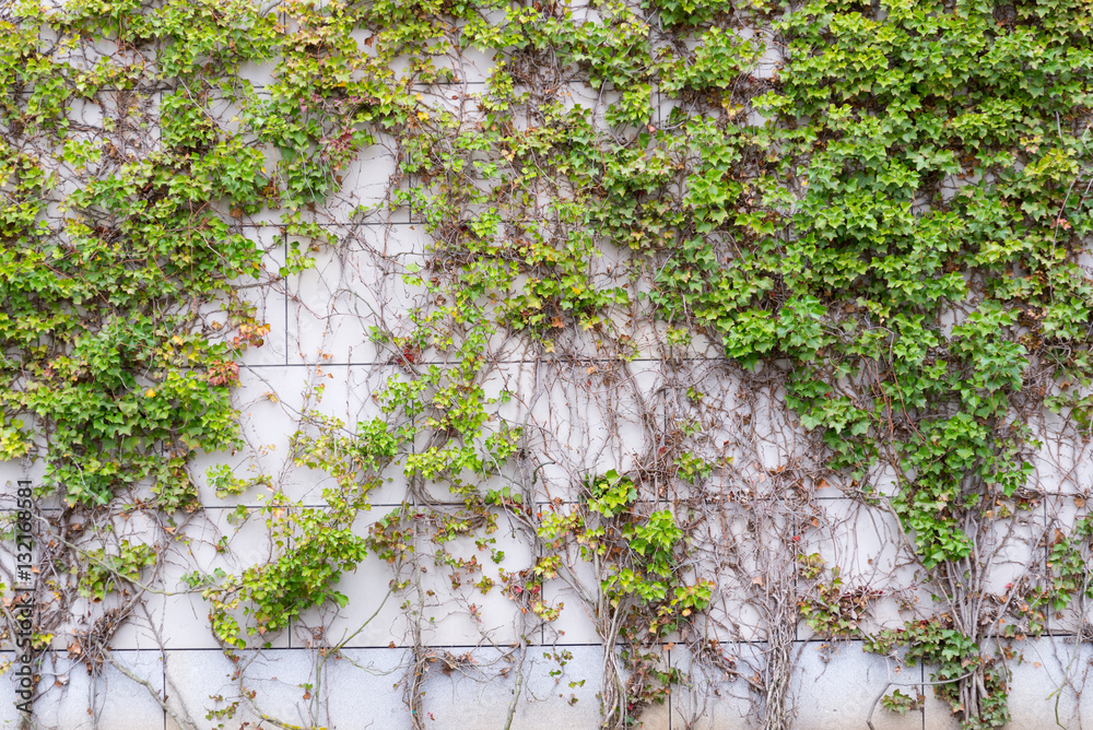 Creeper plant on a wall, Stock image