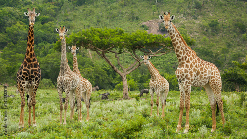Five Giraffe and an Acacia Tree
