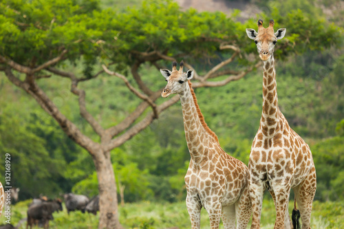 Two Giraffes and an Acacia Tree