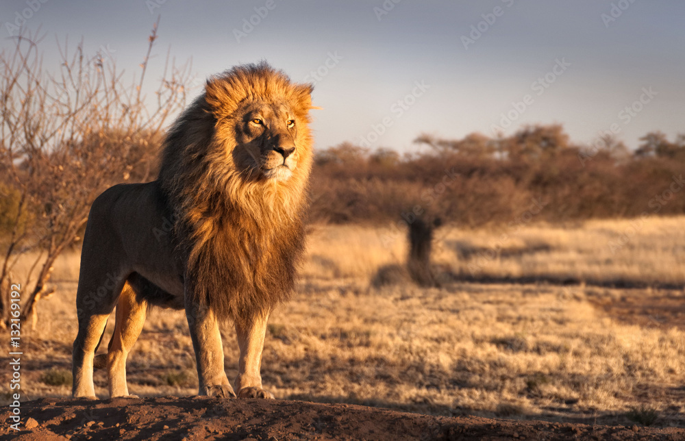 Strong and confident lion on a hill. - obrazy, fototapety, plakaty 
