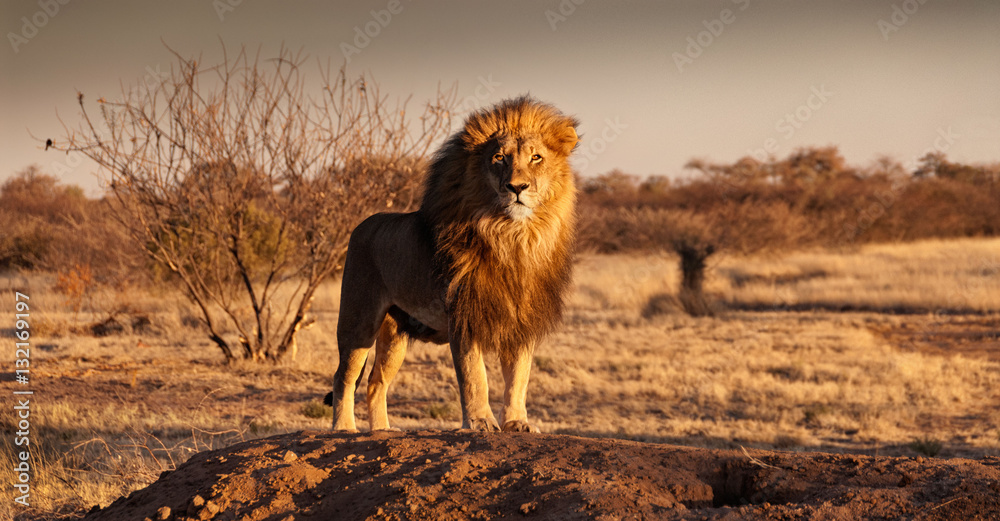 The Lion King stands on a hill - obrazy, fototapety, plakaty 