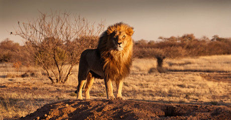 Foto auf Leinwand Löwe Der König der Löwen steht auf einem Hügel  © Andrew Deer