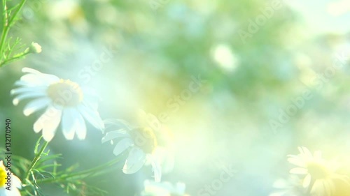Chamomile Daisy flowers. Beautiful nature scene with blooming medical chamomilles in sun flare. Sunny day. Summer flowers. Summer camomille background. Springtime. Slow motion. Full HD 1080p
