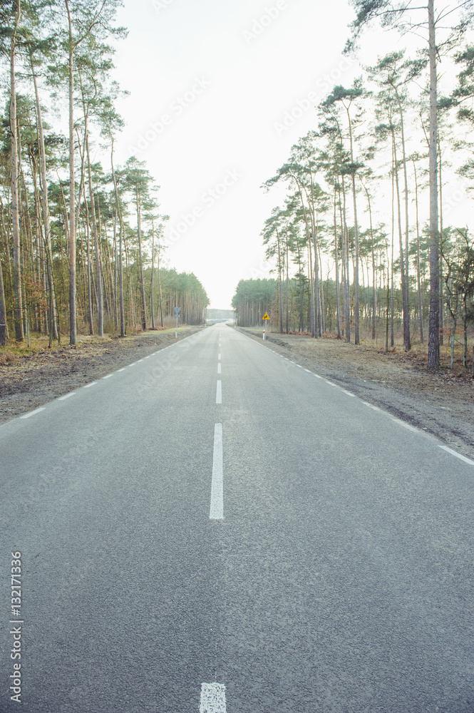 asphalt road and forest