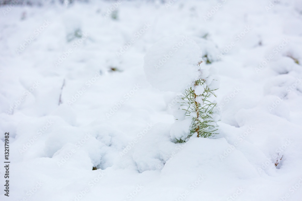 Small pine trees under snow.