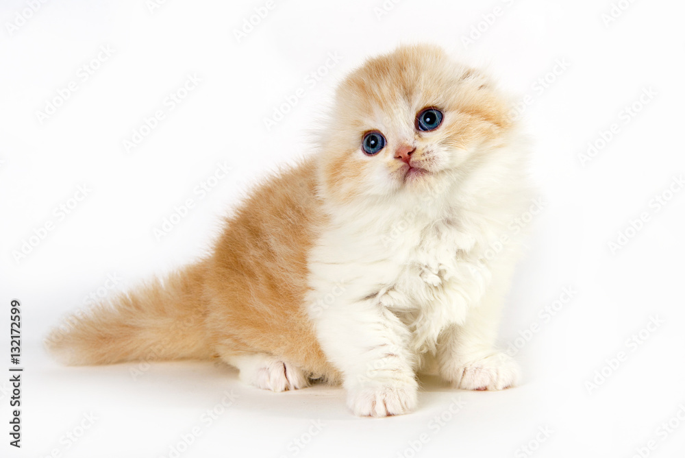 Cute thoughtful kitten yellow and white stand up in a white background Cute thoughtful kitten yellow and white stand up in a white background