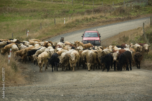 Cattle droving on the road in New Zealand