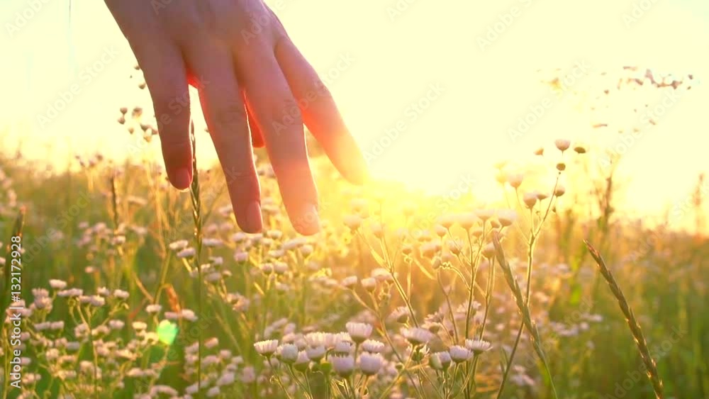 Young woman hand running through wild meadow field. Female hand touching wild flowers closeup. Summertime concept. Enjoying nature. Slow motion video footage 240 fps. Full HD 1080p Young woman hand running through wild meadow field. Female hand touching wild flowers closeup. Summertime concept. Enjoying nature. Slow motion video footage 240 fps. Full HD 1080p