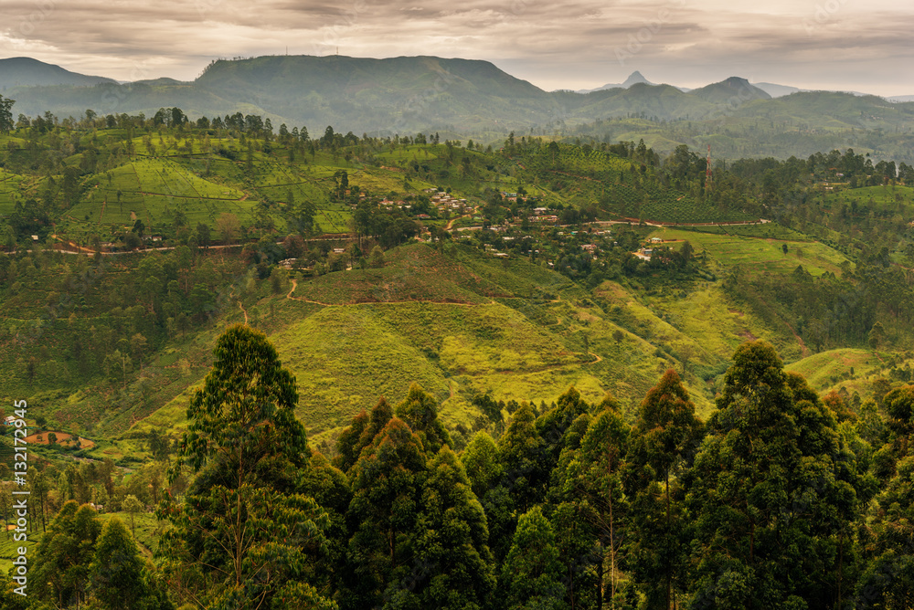 Obraz premium Sri Lanka: highland tea fields next to Nuwara Eliya 