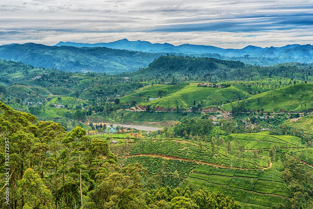 Sri Lanka: highland tea fields next to Nuwara Eliya
