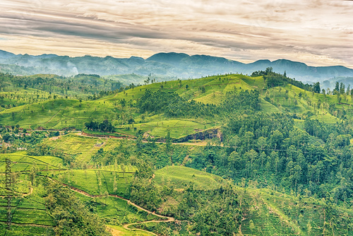Sri Lanka  highland tea fields next to Nuwara Eliya  