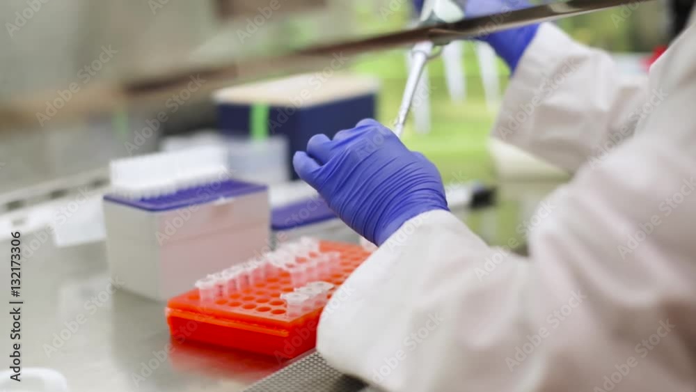 working in the biosafety cabinet