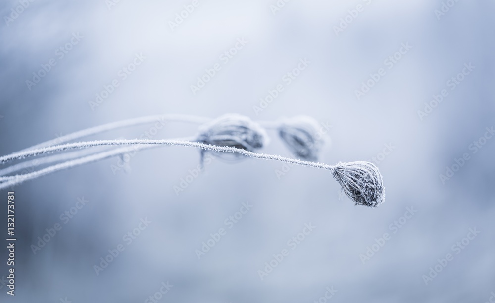 Macro of plant with rime. Macro of plant with rime.