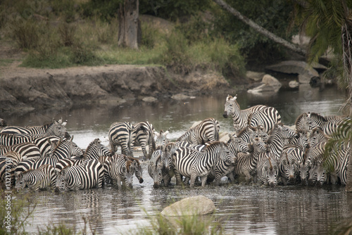 Herd of Zebras at Watering Hole, Serengeti