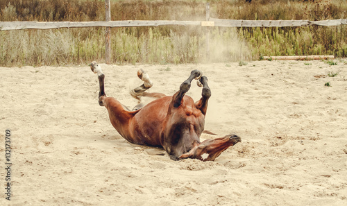 Bay horse lying in the sand and dust