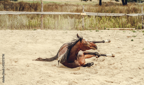 Bay horse lying in the sand and dust