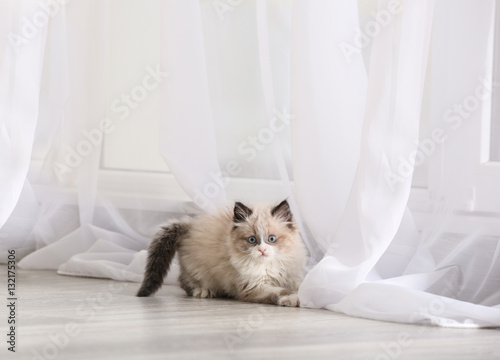 Fototapeta Naklejka Na Ścianę i Meble -  Cute little kitten playing with curtain at home