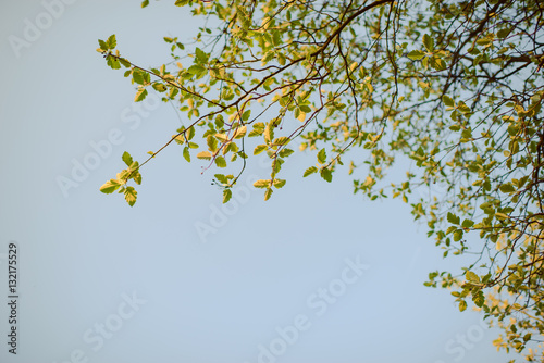 green leaves on the branch