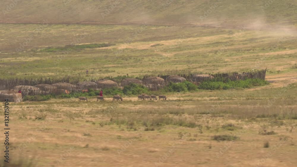 AERIAL: Beautiful maasai village and tribe herding animals on pasture in Africa AERIAL: Beautiful maasai village and tribe herding animals on pasture in Africa
