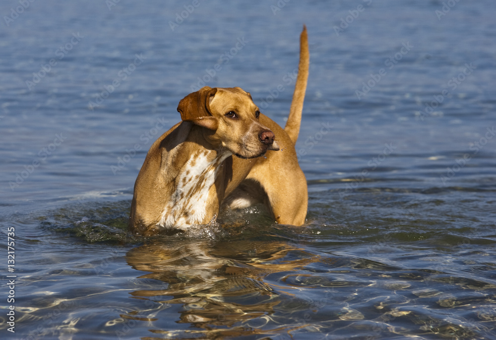Dog at the beach Dog at the beach
