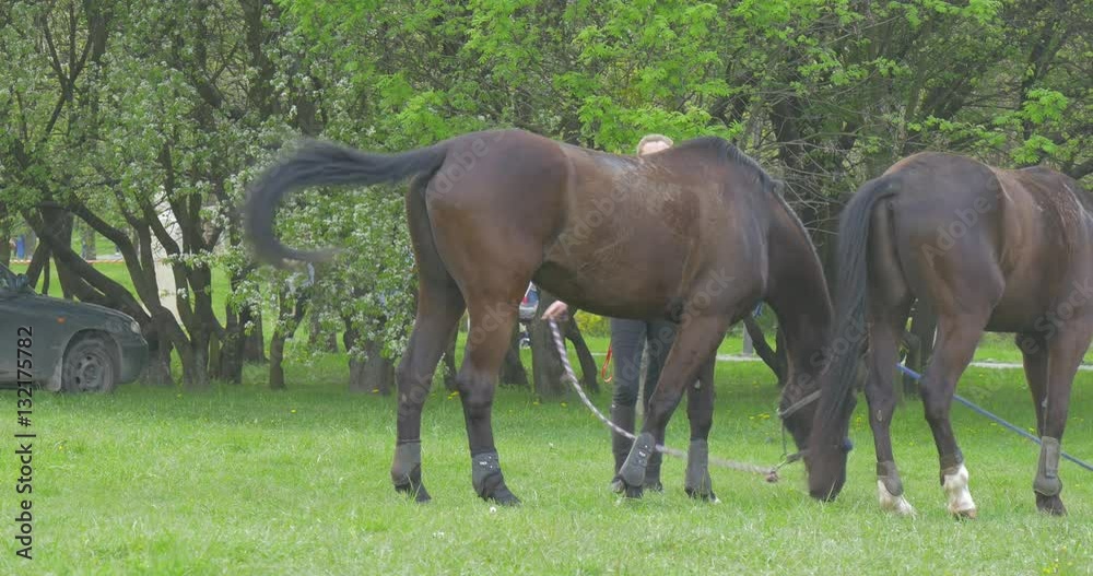Brown Horses Are Pasturing on a Meadow Woman Leads the Animals Parade in Park Car is Parked People Are Walking by Alley Holiday Springtime Cloudy Day Brown Horses Are Pasturing on a Meadow Woman Leads the Animals Parade in Park Car is Parked People Are Walking by Alley Holiday Springtime Cloudy Day