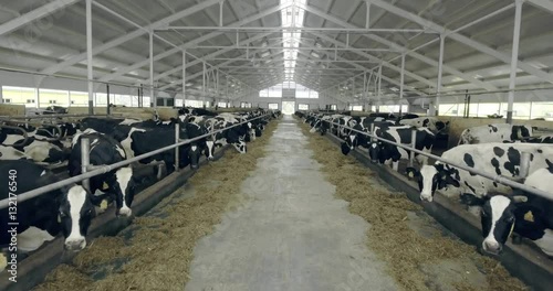 Cows in the barn on a farm
