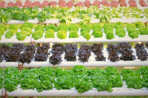 Organic hydroponic vegetable farm concept