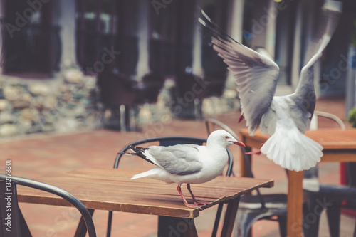 Two seagulls at the wooden outdoor street cafe table with black © aorlyan