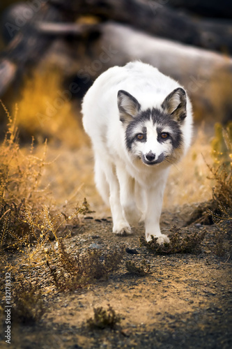 White fox in natural habitat looking at camera