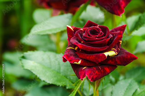 Bild auf Leinwand Rose of a grade Abracadabra