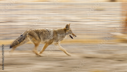Obraz na plátne Running coyote with motion blur from panning the camera