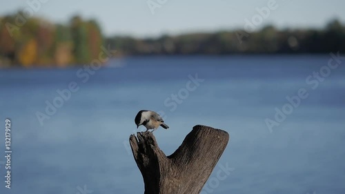 Black-capped chickadee (Poecile atricapillus) lands on lakeside perch in summer to eat nuts